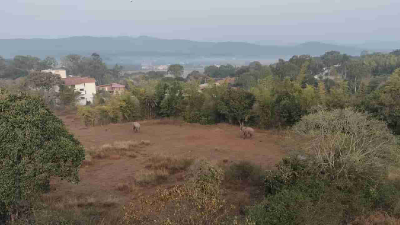 ಕಾಫಿನಾಡಿನ ವಸತಿ ಶಾಲಾ ಆವರಣದಲ್ಲಿ ಬೀಡುಬಿಟ್ಟ ಬೀಟಮ್ಮ ಗ್ಯಾಂಗ್; ವಿದ್ಯಾರ್ಥಿಗಳಿಗೆ ಆಚೆ ಬರದಂತೆ ಸೂಚನೆ