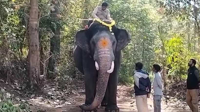 ಹಾಸನ: ದಸರಾ ಆನೆ ಅಭಿಮನ್ಯು ನೇತೃತ್ವದಲ್ಲಿ ಕಾಡಾನೆಗೆ ಸೆರೆ ಕಾರ್ಯಾಚರಣೆ ಮತ್ತೆ ಆರಂಭ