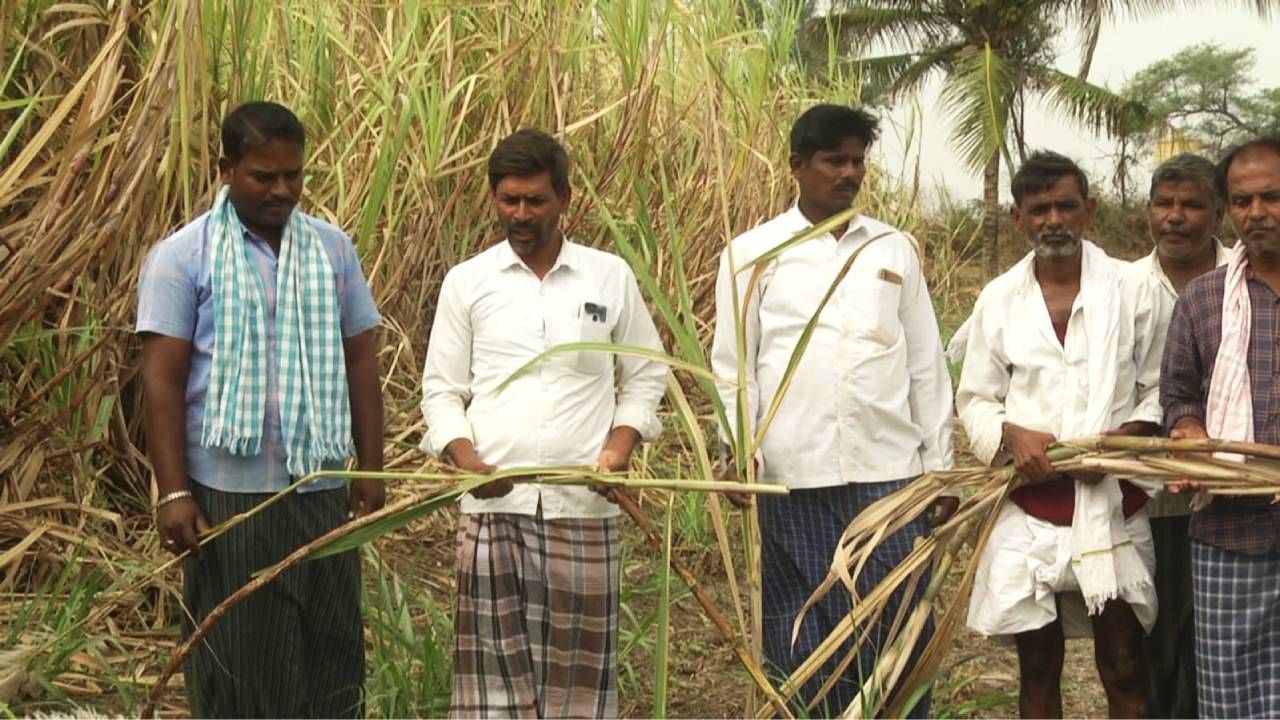 ಗದಗ:ಕಬ್ಬು ಕಟಾವು ವಿಳಂಬ ಆರೋಪ; ವಿಜಯನಗರ ಶುಗರ್ಸ್ ವಿರುದ್ಧ ರೈತರ ಆಕ್ರೋಶ!