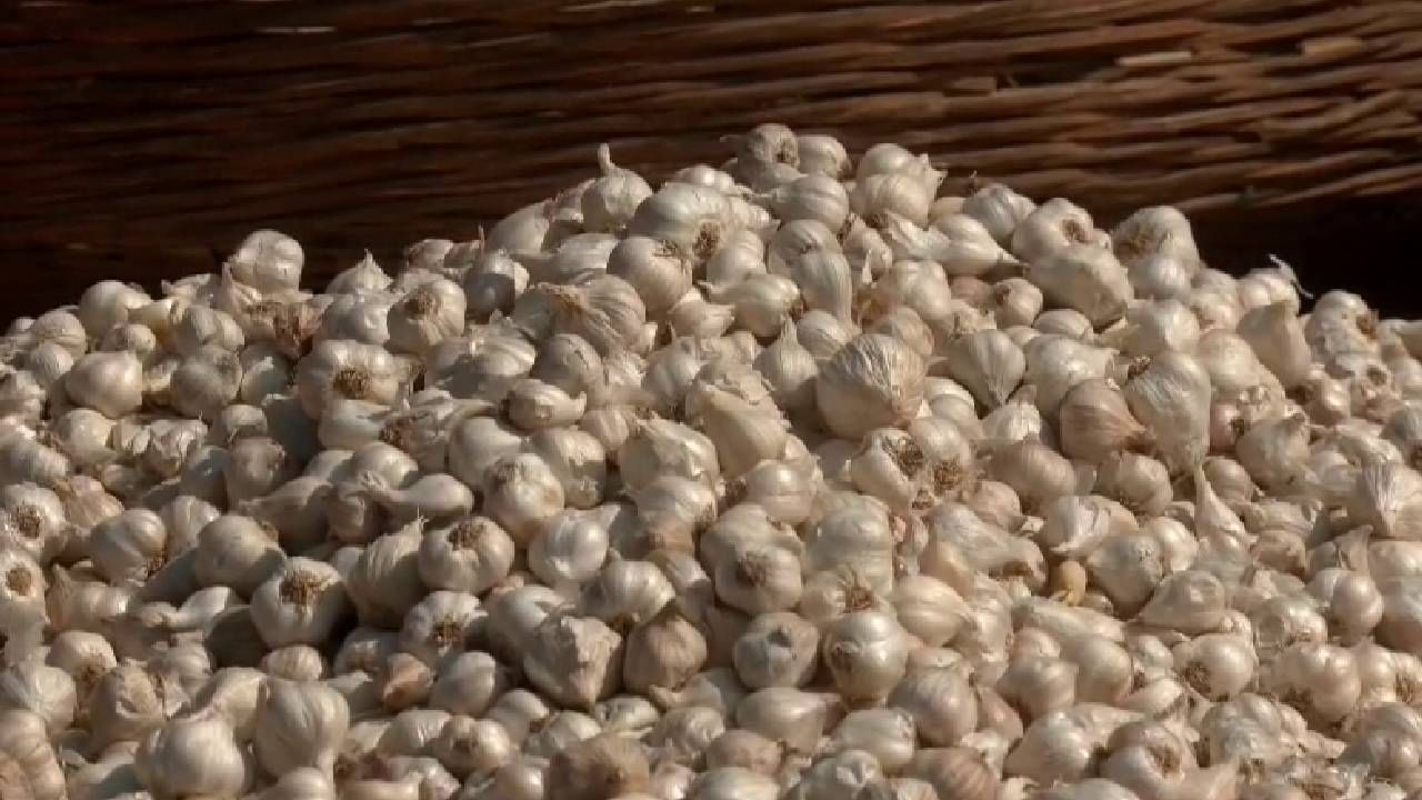 Garlic: ಬೆಳ್ಳುಳ್ಳಿ ದರ ಏರಿಕೆ, ಕೆಜಿಗೆ 400-500 ರೂ