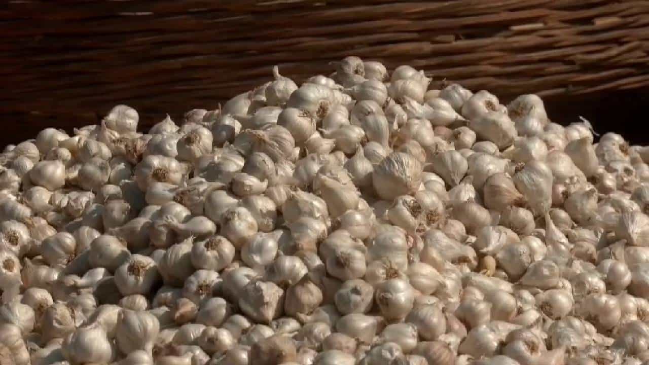 Garlic: ಬೆಳ್ಳುಳ್ಳಿ ದರ ಏರಿಕೆ, ಕೆಜಿಗೆ 400-500 ರೂ Garlic: ಬೆಳ್ಳುಳ್ಳಿ ದರ ಏರಿಕೆ, ಕೆಜಿಗೆ 400-500 ರೂ