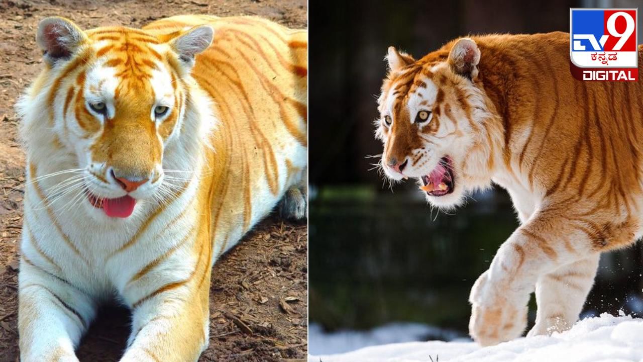 Golden Tiger: ಕಾಜಿರಂಗ ರಾಷ್ಟ್ರೀಯ ಉದ್ಯಾನದಲ್ಲಿ ಅಪರೂಪದ ಚಿನ್ನದ ಬಣ್ಣದ  ಹುಲಿ ಪತ್ತೆ