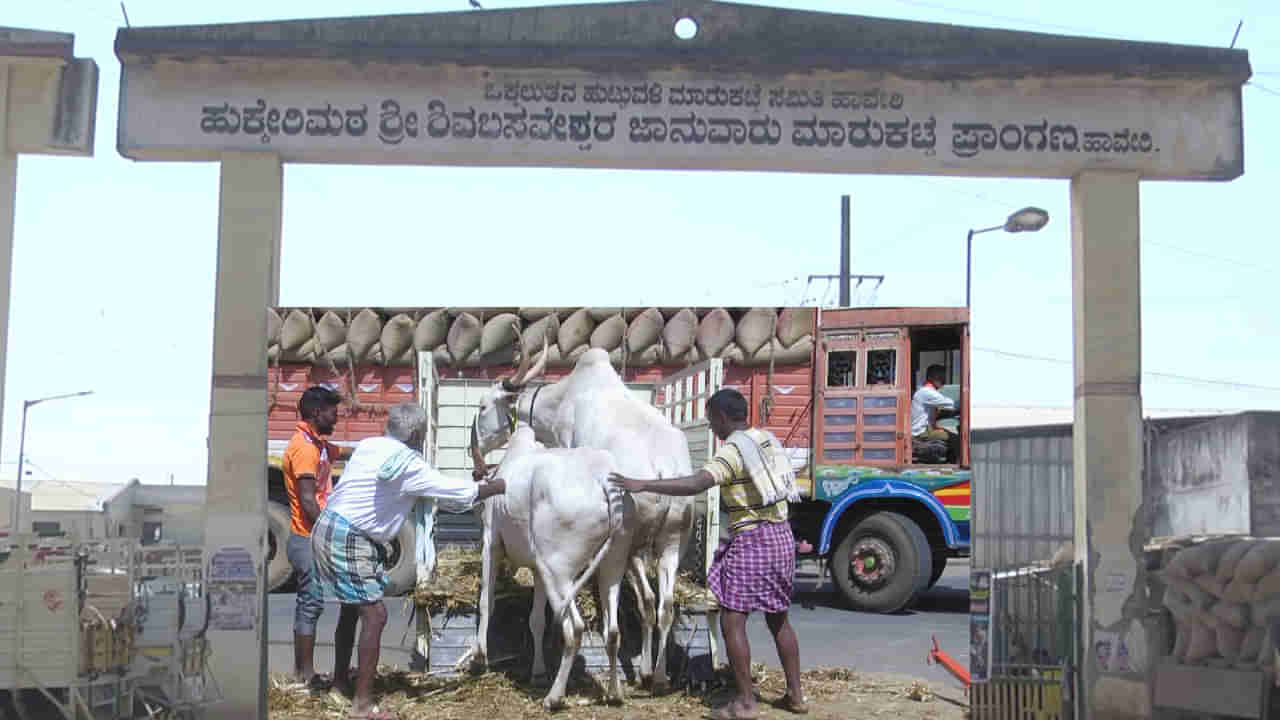 ಸಾಲಗಾರರ ಕಾಟಕ್ಕೆ  ಹಾವೇರಿ ಸಂತೆಯಲ್ಲಿ ಜಾನುವಾರುಗಳನ್ನು ಮಾರುತ್ತಿರುವ ರೈತರು