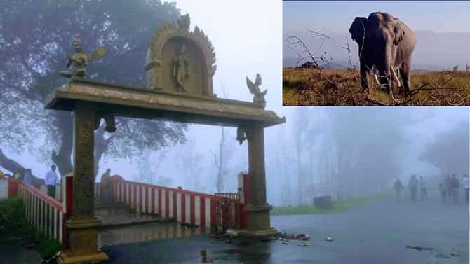 ಪ್ರತಿ ನಿತ್ಯ ಹಿಮವದ್ ಗೋಪಾಲಸ್ವಾಮಿ ಬೆಟ್ಟಕ್ಕೆ ಬರುತ್ತೆ ಈ ಒಂಟಿ ಸಲಗ