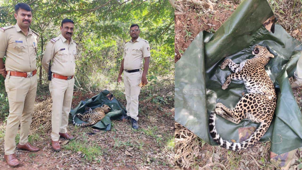 ಚಿಕ್ಕಮಗಳೂರು: ಉರುಳಿಗೆ ಸಿಲುಕಿ ಒಂದುವರೆ ವರ್ಷದ ಗಂಡು ಚಿರತೆ ಸಾವು ಚಿಕ್ಕಮಗಳೂರು: ಉರುಳಿಗೆ ಸಿಲುಕಿ ಒಂದುವರೆ ವರ್ಷದ ಗಂಡು ಚಿರತೆ ಸಾವು
