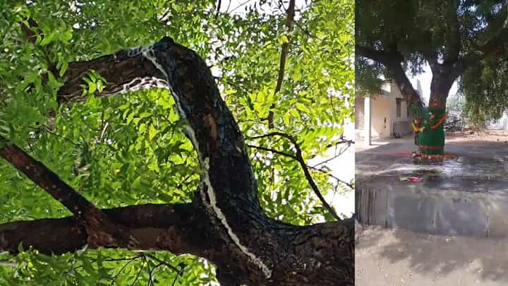 ಒಳ್ಳಾರಿ: ಬೇವಿನ ಮರದಲ್ಲಿ ಸುರೀತಿದೆ ಹಾಲು, ವಿಸ್ಮಯ ನೋಡಲು ಮುಗಿಬಿದ್ದ ಜನ ಒಳ್ಳಾರಿ: ಬೇವಿನ ಮರದಲ್ಲಿ ಸುರೀತಿದೆ ಹಾಲು, ವಿಸ್ಮಯ ನೋಡಲು ಮುಗಿಬಿದ್ದ ಜನ