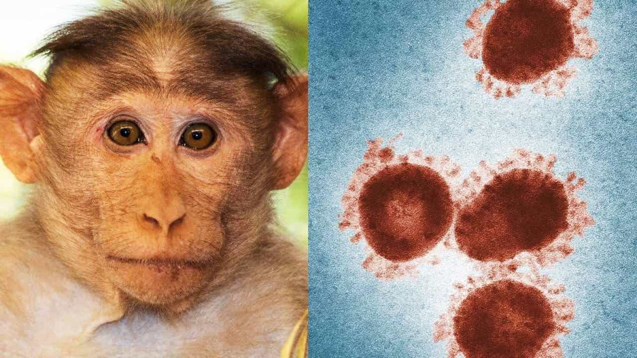 Monkeypox Virus: ಉತ್ತರ ಕನ್ನಡದಲ್ಲಿ ಹೆಚ್ಚಿದ ಮಂಗನ ಕಾಯಿಲೆ; ಒಂದೇ ದಿನ 8 ಜನರಲ್ಲಿ ಪತ್ತೆ Monkeypox Virus: ಉತ್ತರ ಕನ್ನಡದಲ್ಲಿ ಹೆಚ್ಚಿದ ಮಂಗನ ಕಾಯಿಲೆ; ಒಂದೇ ದಿನ 8 ಜನರಲ್ಲಿ ಪತ್ತೆ