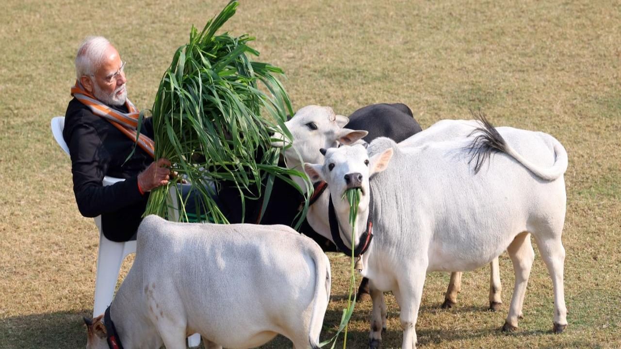 ಭಾನುವಾರ ಮಕರ ಸಂಕ್ರಾಂತಿ ಸಂದರ್ಭದಲ್ಲಿ ಪ್ರಧಾನಿ ನರೇಂದ್ರ ಮೋದಿ ಅವರು ದೆಹಲಿಯ ತಮ್ಮ ನಿವಾಸದಲ್ಲಿ ಗೋವುಗಳಿಗೆ ಆಹಾರ ನೀಡಿದರು. ಎಎನ್‌ಐ ಸುದ್ದಿಸಂಸ್ಥೆ  ಹಂಚಿಕೊಂಡ ಚಿತ್ರಗಳಲ್ಲಿ, ಪ್ರಧಾನಿ ಮೋದಿ ಹಲವಾರು ಹಸುಗಳಿಗೆ ಆಹಾರವನ್ನು ನೀಡುತ್ತಿರುವುದನ್ನು ಕಾಣಬಹುದು.