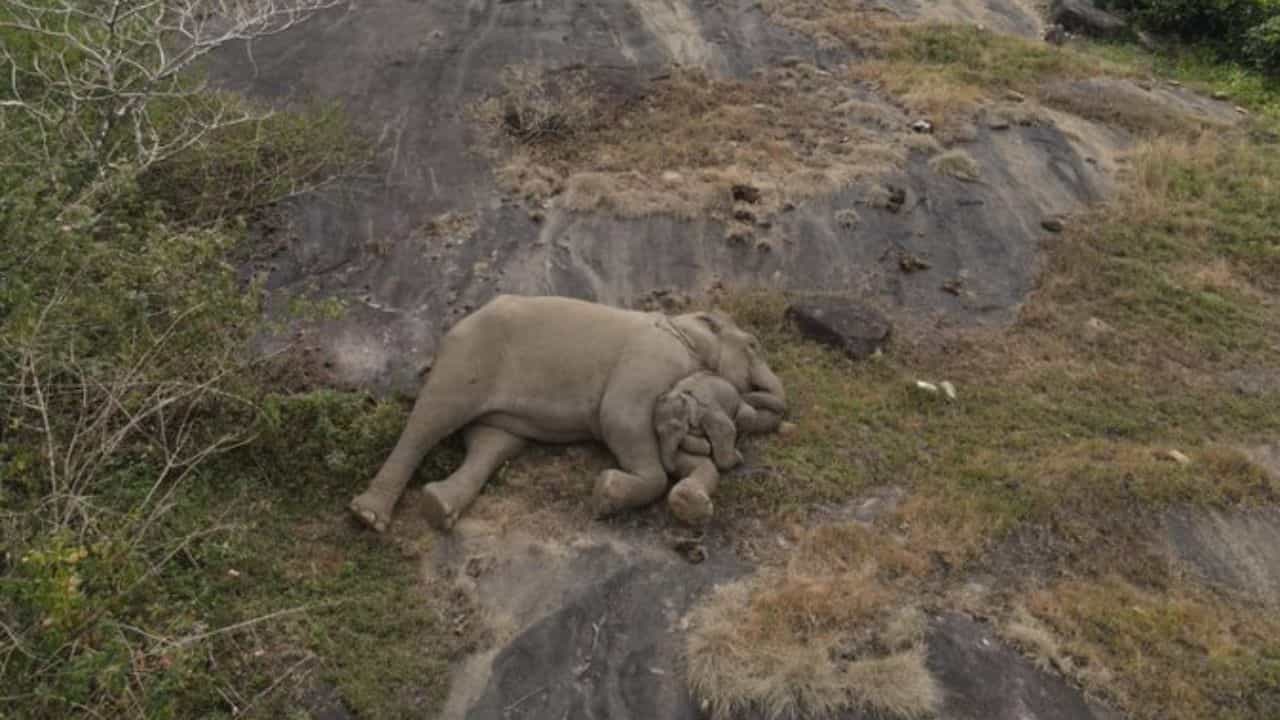 Viral Post: ಅಮ್ಮನ ಮಡಿಲು ಸೇರಿದ ಕಂದಮ್ಮ, ಆನೆಗಳ ಭಾವನಾತ್ಮಕ ಚಿತ್ರ ಹೇಗಿದೆ? ನೋಡಿ Viral Post: ಅಮ್ಮನ ಮಡಿಲು ಸೇರಿದ ಕಂದಮ್ಮ, ಆನೆಗಳ ಭಾವನಾತ್ಮಕ ಚಿತ್ರ ಹೇಗಿದೆ? ನೋಡಿ