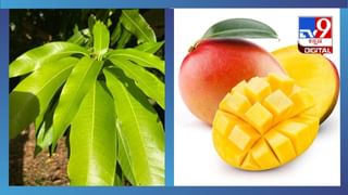 Penguin Awareness Day 2024: ಮಾನವನ ಸ್ವಾರ್ಥದಿಂದಾಗಿ ಅಳಿವಿನಂಚಿನಲ್ಲಿರುವ ಪೆಂಗ್ವಿನ್ ರಕ್ಷಣೆ ಜಾಗೃತಿ ಅಗತ್ಯ