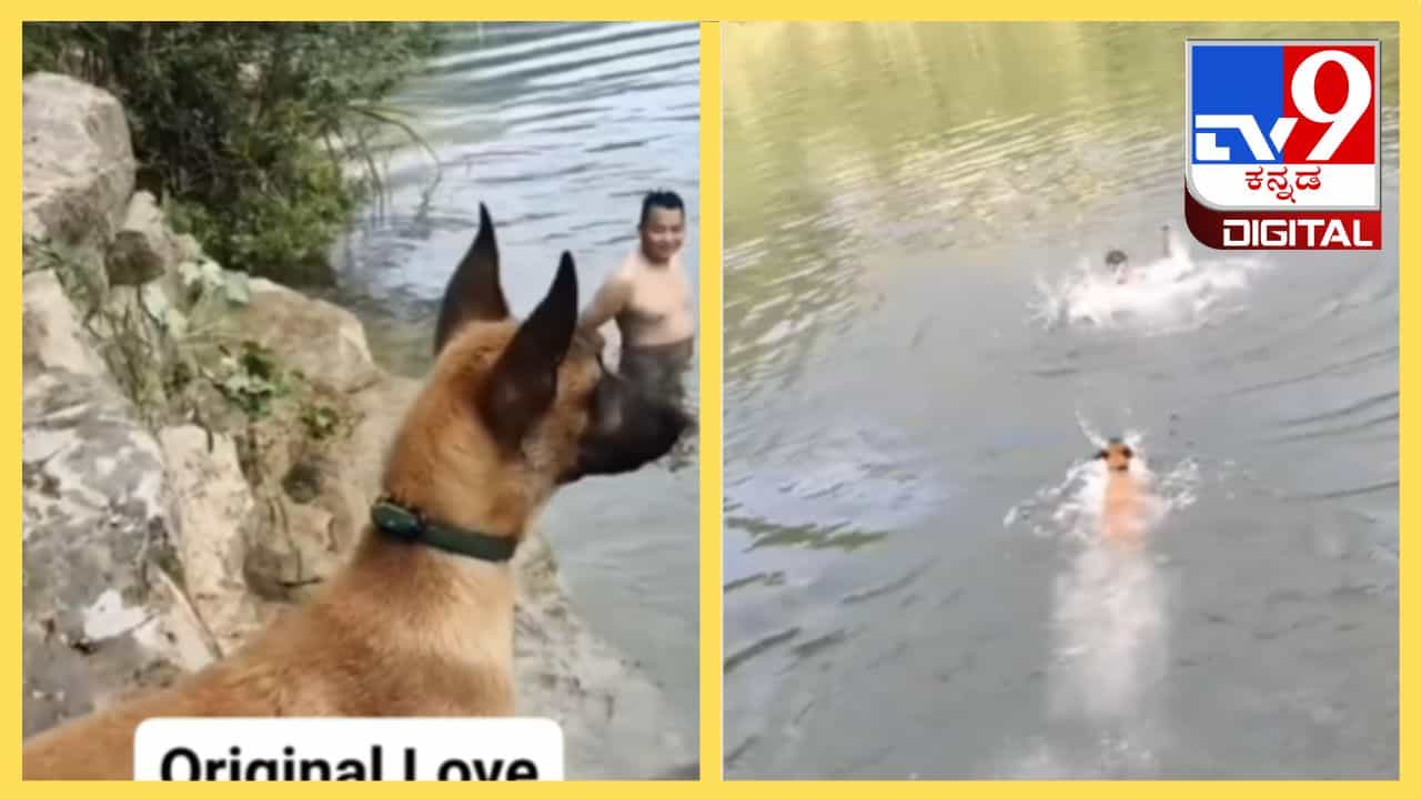 Viral Video: ಸ್ವಾಮಿ ನಿಷ್ಠೆ ಶ್ವಾನ: ಮಾಲೀಕನಿಗಾಗಿ ಪ್ರಾಣ ನೀಡಲು ಸಿದ್ಧ Viral Video: ಸ್ವಾಮಿ ನಿಷ್ಠೆ ಶ್ವಾನ: ಮಾಲೀಕನಿಗಾಗಿ ಪ್ರಾಣ ನೀಡಲು ಸಿದ್ಧ