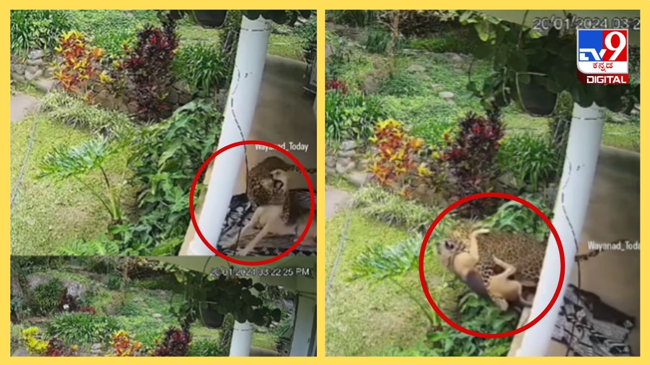 Viral Video: ಅಬ್ಬಬ್ಬಾ ಚಿರತೆಯ ದಾಳಿಯಿಂದ ಸ್ವಲ್ಪದರಲ್ಲಿಯೇ ಪಾರಾದ ಶ್ವಾನ