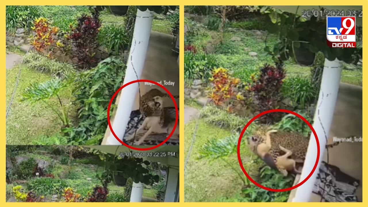 Viral Video: ಅಬ್ಬಬ್ಬಾ ಚಿರತೆಯ ದಾಳಿಯಿಂದ ಸ್ವಲ್ಪದರಲ್ಲಿಯೇ ಪಾರಾದ ಶ್ವಾನ Viral Video: ಅಬ್ಬಬ್ಬಾ ಚಿರತೆಯ ದಾಳಿಯಿಂದ ಸ್ವಲ್ಪದರಲ್ಲಿಯೇ ಪಾರಾದ ಶ್ವಾನ