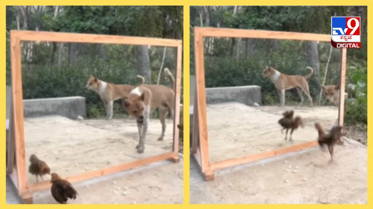 Viral Video: ತಮ್ಮ ಪ್ರತಿಬಿಂಬ ಕಂಡ ಕೋಳಿ ಹಾಗೂ ಶ್ವಾನದ ಪ್ರತಿಕ್ರಿಯೆ ಹೇಗಿತ್ತು ನೋಡಿ? Viral Video: ತಮ್ಮ ಪ್ರತಿಬಿಂಬ ಕಂಡ ಕೋಳಿ ಹಾಗೂ ಶ್ವಾನದ ಪ್ರತಿಕ್ರಿಯೆ ಹೇಗಿತ್ತು ನೋಡಿ?