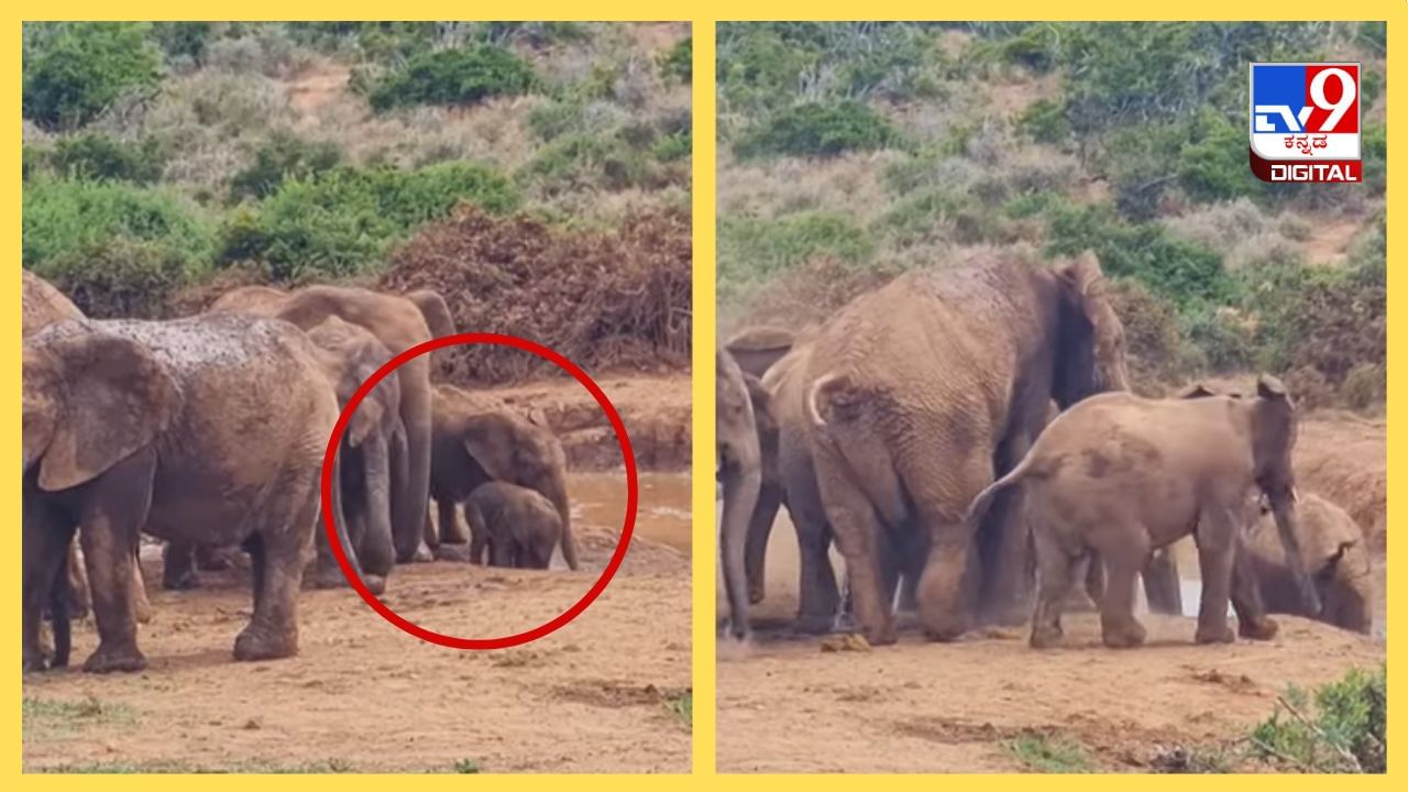 Viral Video: ಕೆಸರಲ್ಲಿ ಸಿಲುಕಿದ ಮರಿಯ ರಕ್ಷಣೆಗೆ ನಿಂತ ಗಜ ಪಡೆ; ಹೃದಯಸ್ಪರ್ಶಿ ವಿಡಿಯೋ ವೈರಲ್ Viral Video: ಕೆಸರಲ್ಲಿ ಸಿಲುಕಿದ ಮರಿಯ ರಕ್ಷಣೆಗೆ ನಿಂತ ಗಜ ಪಡೆ; ಹೃದಯಸ್ಪರ್ಶಿ ವಿಡಿಯೋ ವೈರಲ್