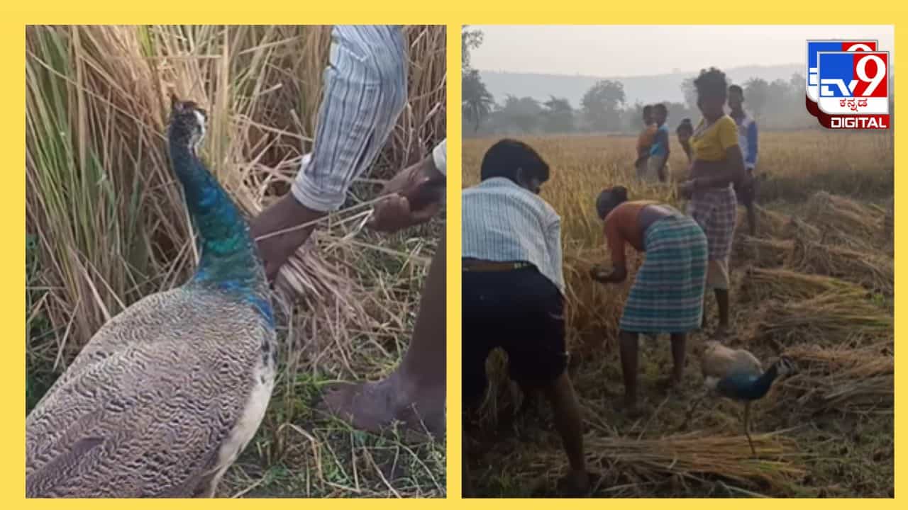 Viral Video: ನಾನು ಬರ್ಲಾ ನಿಮ್ಮ ಸಹಾಯಕ್ಕೆ; ಭತ್ತ ಕೊಯ್ಲು ಮಾಡುವ ವೇಳೆ ಗದ್ದೆಗೆ ಬಂದ ಮಯೂರಿ Viral Video: ನಾನು ಬರ್ಲಾ ನಿಮ್ಮ ಸಹಾಯಕ್ಕೆ; ಭತ್ತ ಕೊಯ್ಲು ಮಾಡುವ ವೇಳೆ ಗದ್ದೆಗೆ ಬಂದ ಮಯೂರಿ