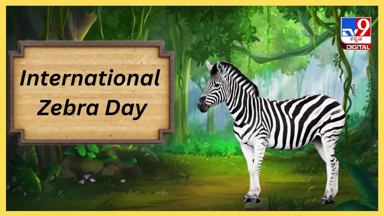 International Zebra Day 2024: ಪರಿಸರ ಸಮತೋಲನಕ್ಕೆ ಸಾಧುಜೀವಿ ಜೀಬ್ರಾಗಳ ಸಂರಕ್ಷಣೆ ಅಗತ್ಯ