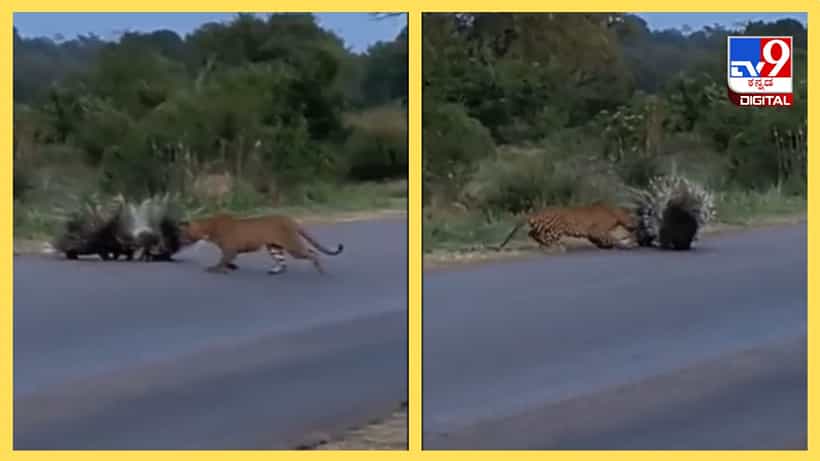 Viral Video: ತನ್ನ ಮರಿಗೆ Z+ ಸೆಕ್ಯೂರಿಟಿ ನೀಡಿದ ಮುಳ್ಳು ಹಂದಿ, ಚಿರತೆ ದಾಳಿಯ ರಣರೋಚಕ ವಿಡಿಯೋ