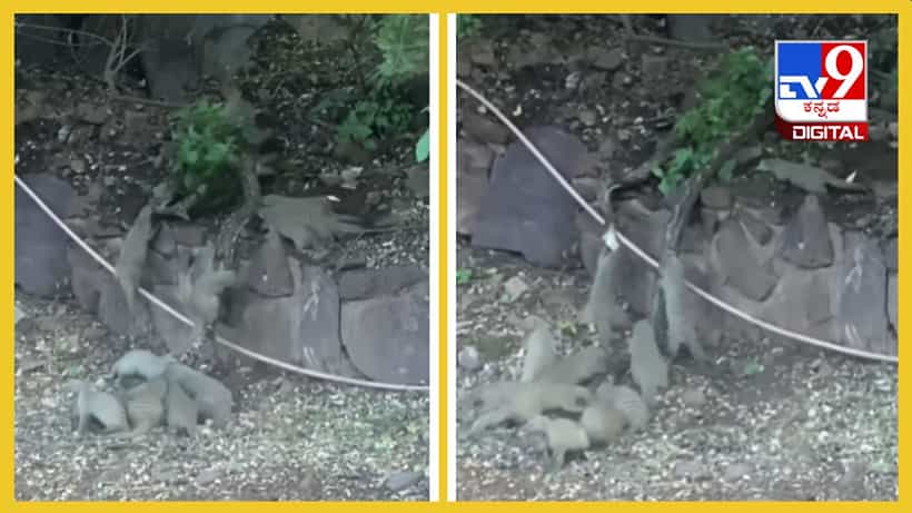 Viral Video: ದೈತ್ಯ ಹೆಬ್ಬಾವಿನ ಮೇಲೆ ಸಮರ ಸಾರಿದ ಮುಂಗುಸಿ ಸೈನ್ಯ, ಇಲ್ಲಿದೆ ಭೀಕರ ಕಾಳಗದ ದೃಶ್ಯ