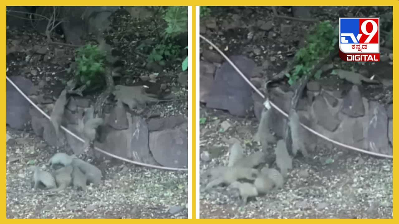 Viral Video: ದೈತ್ಯ ಹೆಬ್ಬಾವಿನ ಮೇಲೆ ಸಮರ ಸಾರಿದ ಮುಂಗುಸಿ ಸೈನ್ಯ, ಇಲ್ಲಿದೆ ಭೀಕರ ಕಾಳಗದ ದೃಶ್ಯ Viral Video: ದೈತ್ಯ ಹೆಬ್ಬಾವಿನ ಮೇಲೆ ಸಮರ ಸಾರಿದ ಮುಂಗುಸಿ ಸೈನ್ಯ, ಇಲ್ಲಿದೆ ಭೀಕರ ಕಾಳಗದ ದೃಶ್ಯ