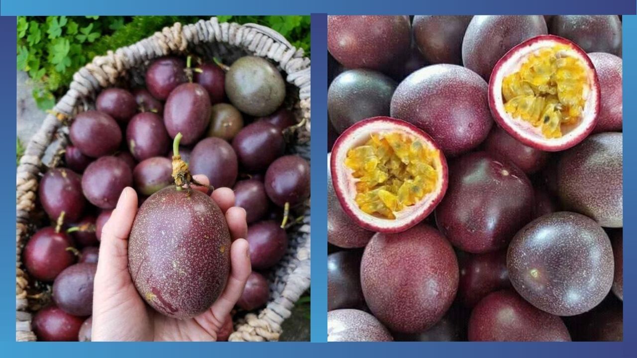 SUPERFOODS: ಪ್ಯಾಶನ್ ಫ್ರೂಟ್​​​ನ ಆರೋಗ್ಯ ಪ್ರಯೋಜನಗಳೇನು? ಇಲ್ಲಿದೆ ಈ ಹಣ್ಣಿನ ವಿಶೇಷತೆ