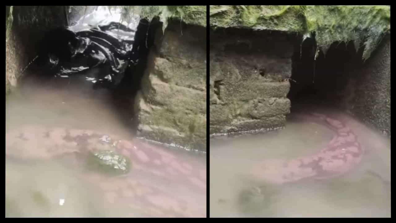 Viral Video: ಈ ಜೀವಿ ಜಗತ್ತಿನಲ್ಲಿ ಅತ್ಯಂತ ಅಪರೂಪ, ಇದು ಮೀನು ಅಲ್ಲ, ಹಾವು ಅಲ್ಲ ಮತ್ತೇನೂ? Viral Video: ಈ ಜೀವಿ ಜಗತ್ತಿನಲ್ಲಿ ಅತ್ಯಂತ ಅಪರೂಪ, ಇದು ಮೀನು ಅಲ್ಲ, ಹಾವು ಅಲ್ಲ ಮತ್ತೇನೂ?