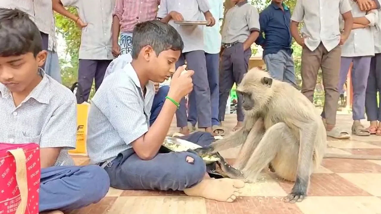 ವೈರಲ್ ವಿಡಿಯೋ: ವಿದ್ಯಾರ್ಥಿಗಳ ಜೊತೆ ಊಟ ಮಾಡಿದ ಮಂಗ.. ಅಚ್ಚರಿಗೊಂಡ ಸ್ಥಳೀಯರು..