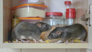 ನಿಮ್ಮ ಲಿವರ್ ಆರೋಗ್ಯಕ್ಕೆ ಆಲ್ಕೋಹಾಲ್​ಗಿಂತ ಹೆಚ್ಚು ಅಪಾಯಕಾರಿ ಆಹಾರಗಳಿವು