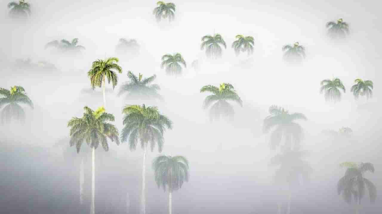 ತಮಿಳುನಾಡಿನ ಈ ಜಿಲ್ಲೆಯಲ್ಲಿ ದಟ್ಟ ಮಂಜು; ಜನಜೀವನದ ಮೇಲೆ ಪರಿಣಾಮ ಬೀರಿದ ಅಕಾಲಿಕ ಚಳಿ