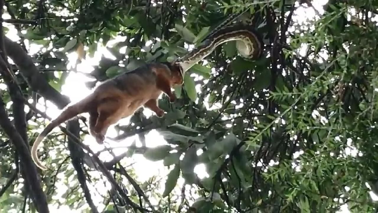 Viral Video: ಬೇಟೆಯಾಡಿದ ಪ್ರಾಣಿಯನ್ನು ನುಂಗಲು ಮರದ ಮೇಲೆ ಹೆಬ್ಬಾವಿನ ಸರ್ಕಸ್ ;ವಿಡಿಯೋ ವೈರಲ್ Viral Video: ಬೇಟೆಯಾಡಿದ ಪ್ರಾಣಿಯನ್ನು ನುಂಗಲು ಮರದ ಮೇಲೆ ಹೆಬ್ಬಾವಿನ ಸರ್ಕಸ್ ;ವಿಡಿಯೋ ವೈರಲ್