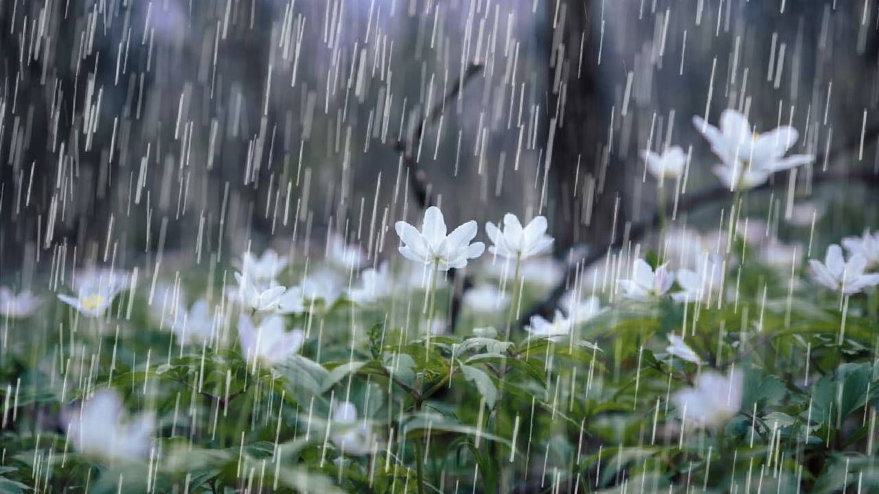 Karnataka Weather: ಕರ್ನಾಟಕದ ಬಹುತೇಕ ಕಡೆ ಮೋಡಕವಿದ ವಾತಾವರಣ, ದಕ್ಷಿಣ ಒಳನಾಡು, ಕರಾವಳಿಯಲ್ಲಿ ಮಳೆ