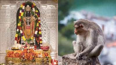 ಅಯೋಧ್ಯೆಯಲ್ಲಿ ರಾಮಲಲ್ಲಾನನ್ನು ಕಣ್ತುಂಬಿಕೊಳ್ಳಲು ಗರ್ಭಗುಡಿಯೊಳಗೆ ಬಂದ ಹನುಮಂತ ಅಯೋಧ್ಯೆಯಲ್ಲಿ ರಾಮಲಲ್ಲಾನನ್ನು ಕಣ್ತುಂಬಿಕೊಳ್ಳಲು ಗರ್ಭಗುಡಿಯೊಳಗೆ ಬಂದ ಹನುಮಂತ