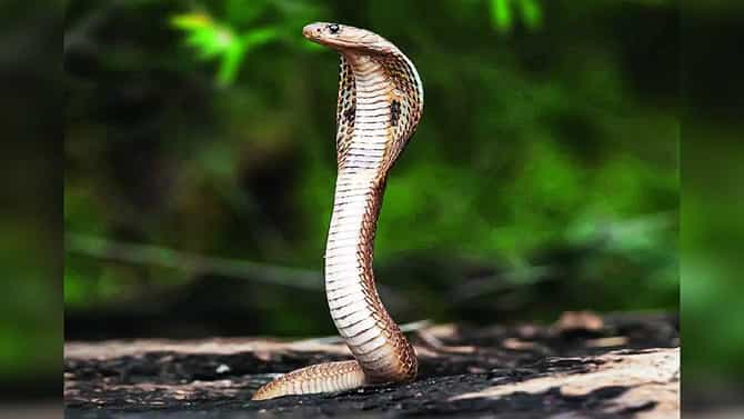 ಬೆಂಗಳೂರಿನಲ್ಲಿ ಹೆಚ್ಚಿದ ಹಾವುಗಳ ಕಾಟ; ಹೆಲ್ಮೆಟ್, ಕಾರ್​ಗಳಲ್ಲಿ ಬುಸ್ ನಾಗ