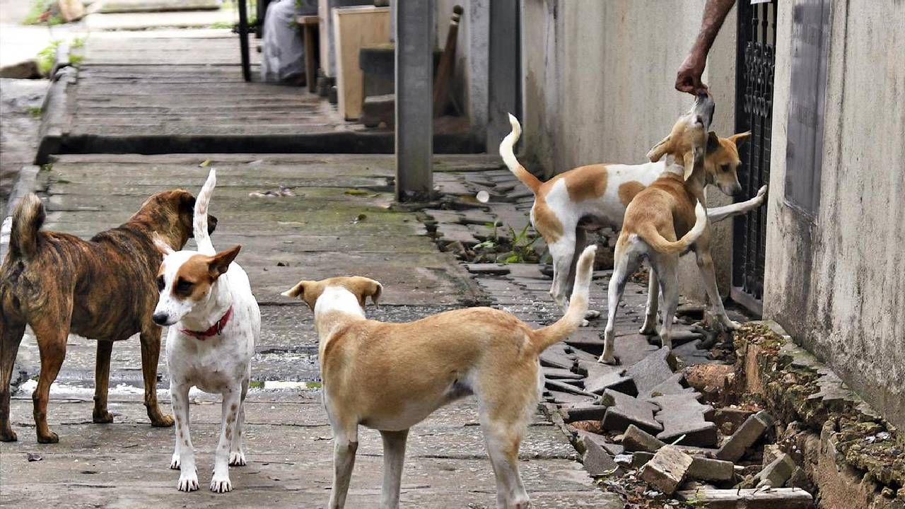 ಭೋಪಾಲ್​: ಗುಡಿಸಲಿನಿಂದ 6 ತಿಂಗಳ ಮಗುವನ್ನು ಎಳೆದೊಯ್ದು ಕಚ್ಚಿ ಕೊಂದ ಬೀದಿ ನಾಯಿಗಳು