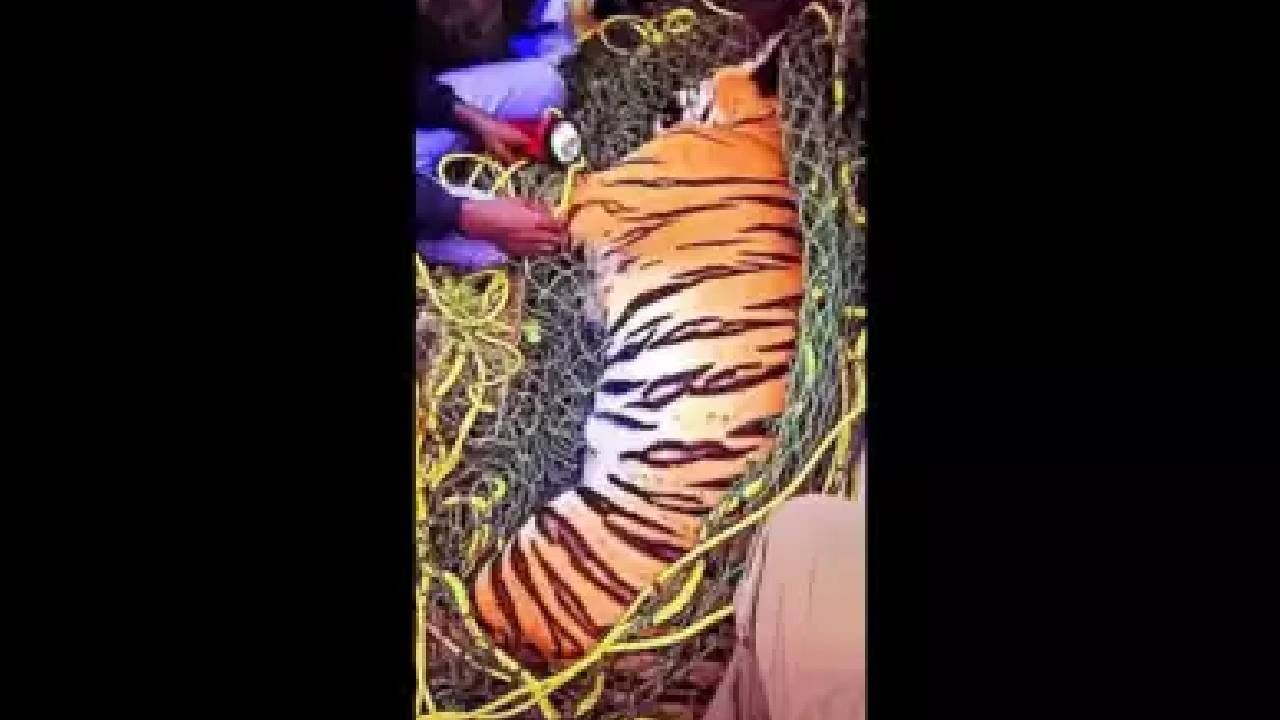 ಮೈಸೂರು: ಮಂಡಕಳ್ಳಿ ವಿಮಾನ ನಿಲ್ದಾಣದ ಬಳಿ ಕಾರು ಡಿಕ್ಕಿಯಾಗಿ ಹುಲಿ ಸಾವು ಮೈಸೂರು: ಮಂಡಕಳ್ಳಿ ವಿಮಾನ ನಿಲ್ದಾಣದ ಬಳಿ ಕಾರು ಡಿಕ್ಕಿಯಾಗಿ ಹುಲಿ ಸಾವು