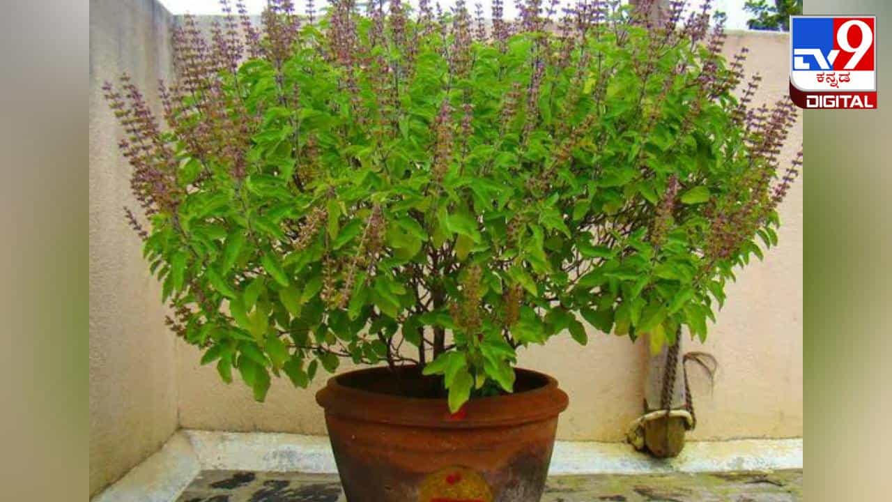 ಚಳಿಗಾಲದಲ್ಲಿ ತುಳಸಿ ಗಿಡ ಒಣಗುತ್ತಿದೆಯೇ? ಈ ಸಿಂಪಲ್ ಸಲಹೆ ಅನುಸರಿಸಿ ಚಳಿಗಾಲದಲ್ಲಿ ತುಳಸಿ ಗಿಡ ಒಣಗುತ್ತಿದೆಯೇ? ಈ ಸಿಂಪಲ್ ಸಲಹೆ ಅನುಸರಿಸಿ