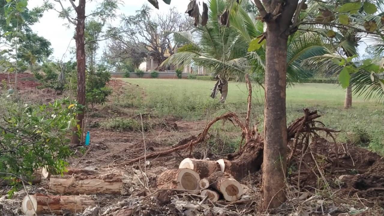 Mysore sarguru temple tree Cut