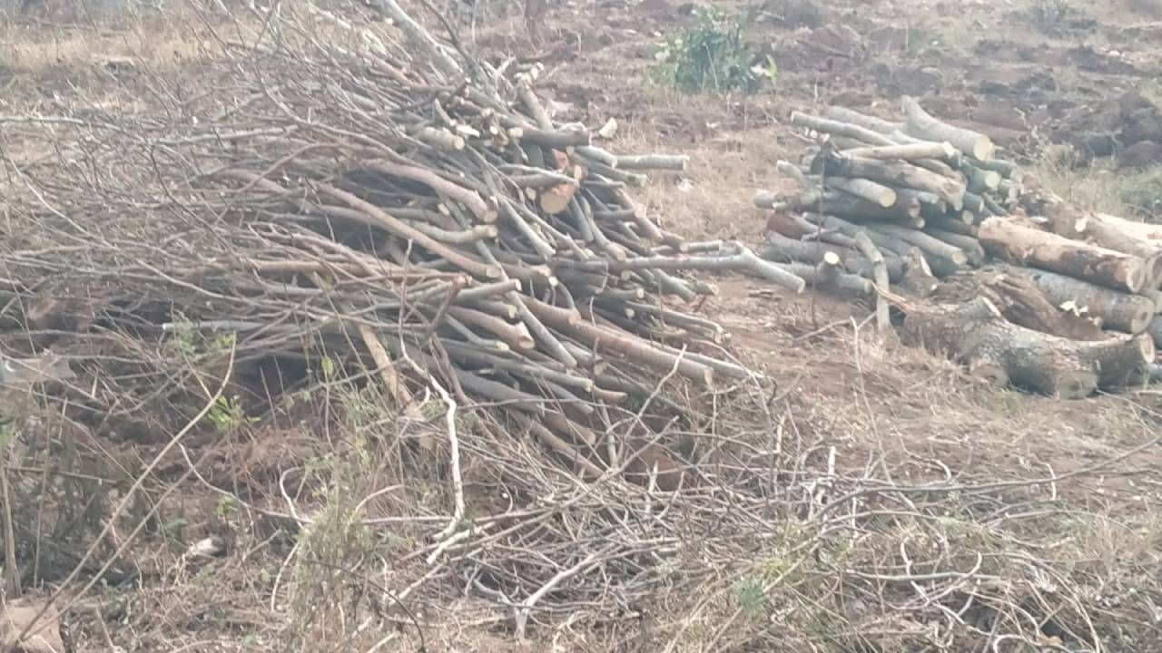 Mysore sarguru temple tree Cut