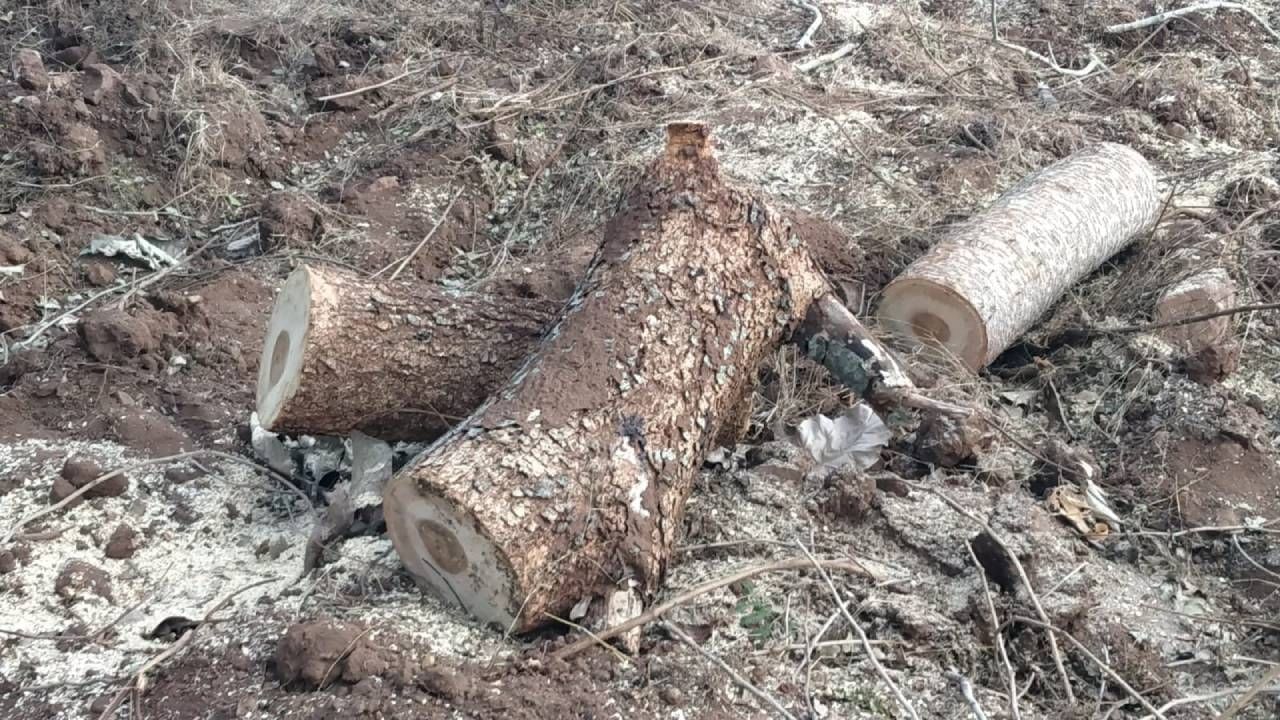 Mysore sarguru temple tree Cut