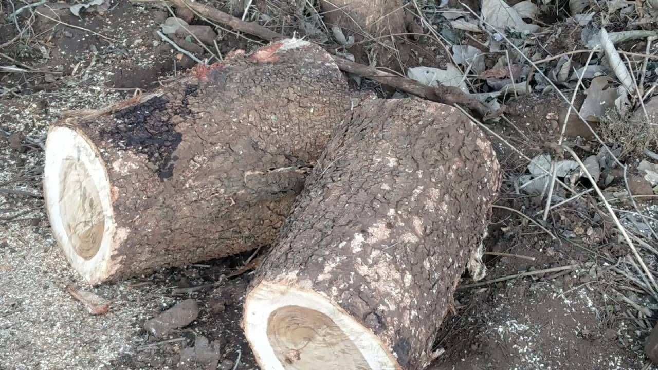 Mysore sarguru temple tree Cut