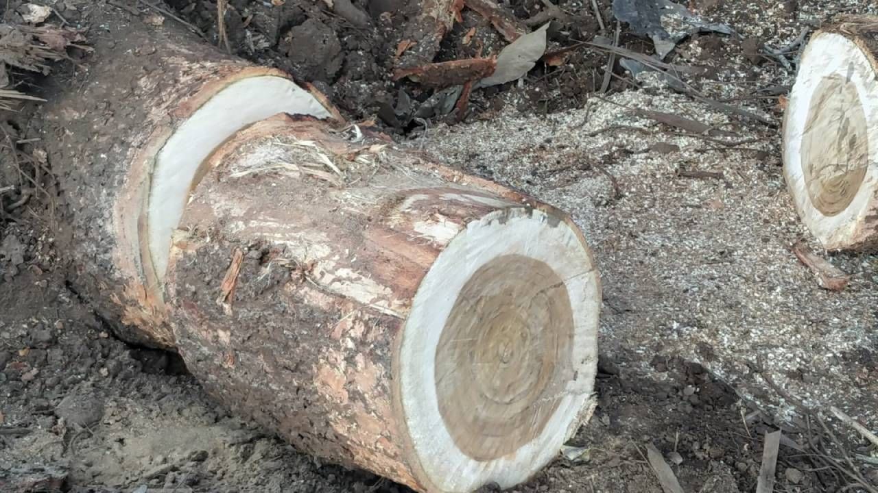 Mysore sarguru temple tree Cut