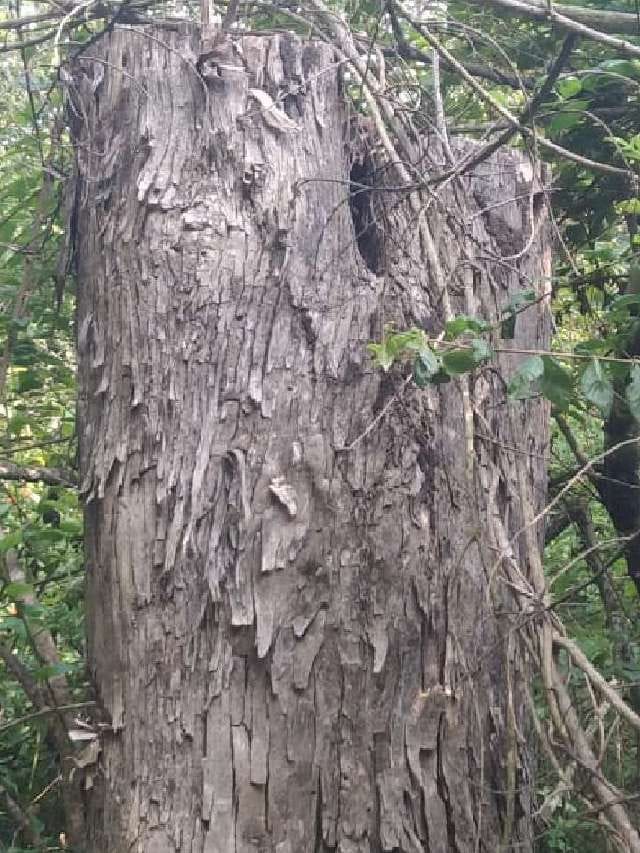 ಹುಲಿ ಸಂರಕ್ಷಿತ ಅರಣ್ಯ ಪ್ರದೇಶದಲ್ಲಿ ನೂರಾರು ಮರಗಳ ಮಾರಣಹೋಮ