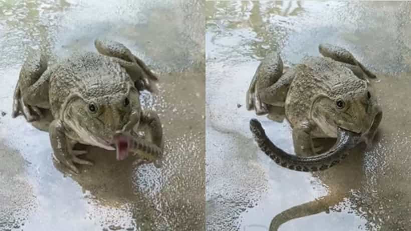 Viral Video: ಅರೇ ಏನಿದು ವಿಚಿತ್ರ! ಜೀವಂತ ಹಾವನ್ನೇ ನುಂಗಿದ ಕಪ್ಪೆರಾಯ