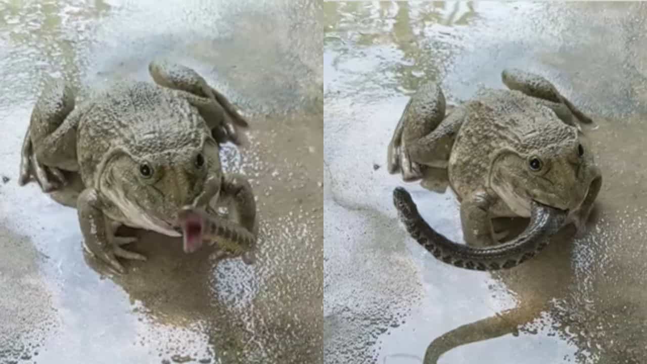 Viral Video: ಅರೇ ಏನಿದು ವಿಚಿತ್ರ! ಜೀವಂತ ಹಾವನ್ನೇ ನುಂಗಿದ ಕಪ್ಪೆರಾಯ Viral Video: ಅರೇ ಏನಿದು ವಿಚಿತ್ರ! ಜೀವಂತ ಹಾವನ್ನೇ ನುಂಗಿದ ಕಪ್ಪೆರಾಯ