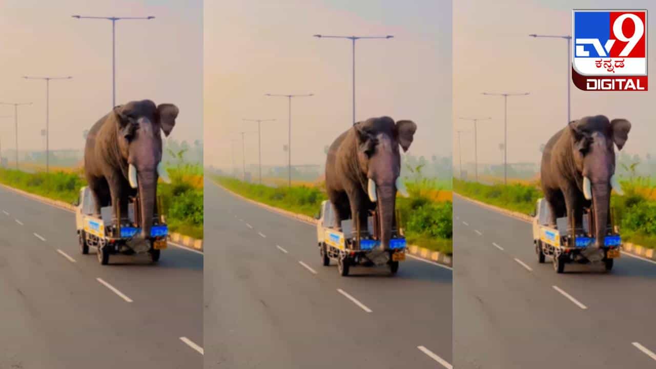 Viral Video: ಟೆಂಪೋದಲ್ಲಿ ಆನೆ ಸವಾರಿ; ವಿಡಿಯೋ ನೋಡಿ ಮಿಸ್ಟೇಕ್ ಕಂಡು ಹಿಡಿದ ನೆಟ್ಟಿಗರು Viral Video: ಟೆಂಪೋದಲ್ಲಿ ಆನೆ ಸವಾರಿ; ವಿಡಿಯೋ ನೋಡಿ ಮಿಸ್ಟೇಕ್ ಕಂಡು ಹಿಡಿದ ನೆಟ್ಟಿಗರು