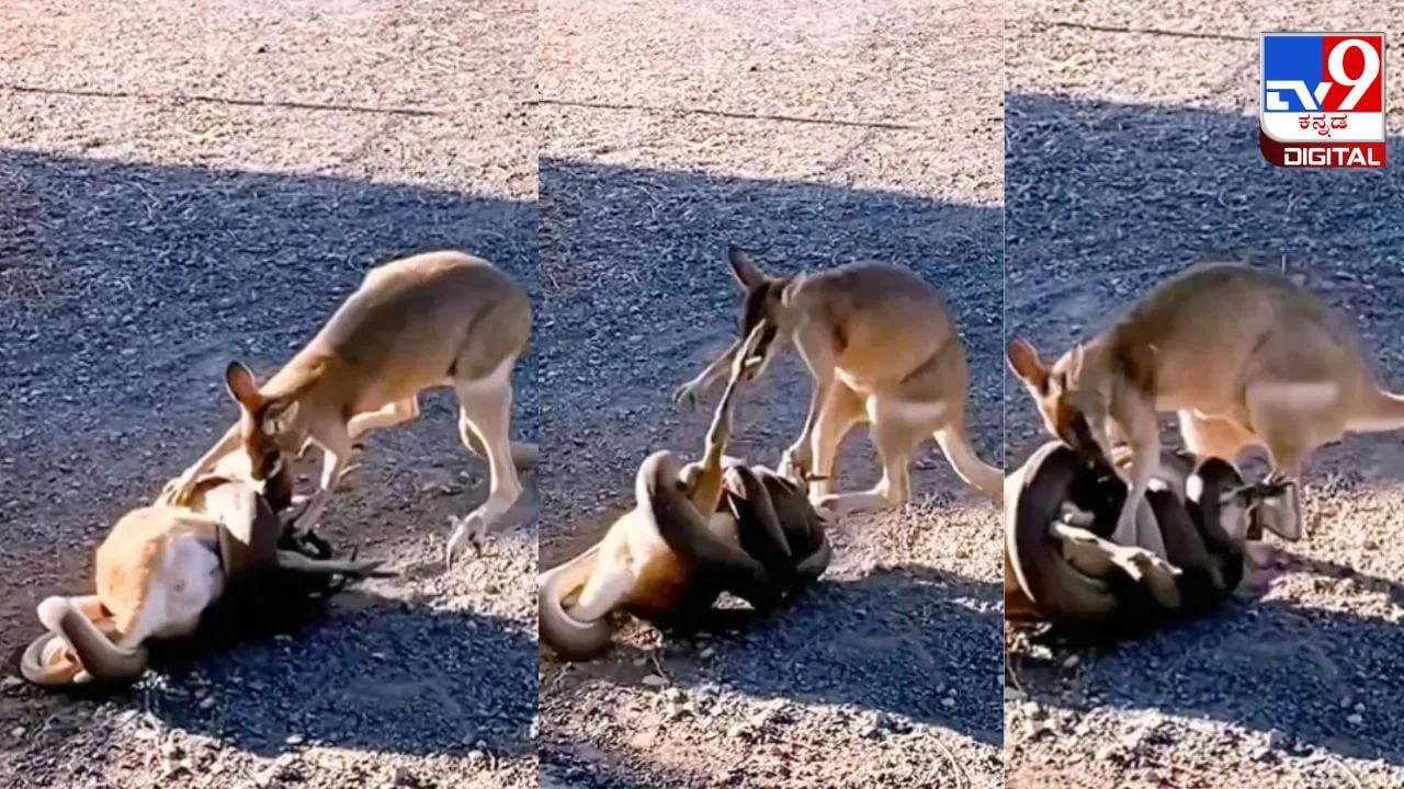 Viral Video: ತನ್ನ ಮಗುವಿನ ರಕ್ಷಣೆಗಾಗಿ ಹೆಬ್ಬಾವಿನೊಂದಿಗೆ ಪ್ರಾಣ ಲೆಕ್ಕಿಸದೆ ಕಾದಾಡುತ್ತಿದೆ ತಾಯಿ ಕಾಂಗರೂ Viral Video: ತನ್ನ ಮಗುವಿನ ರಕ್ಷಣೆಗಾಗಿ ಹೆಬ್ಬಾವಿನೊಂದಿಗೆ ಪ್ರಾಣ ಲೆಕ್ಕಿಸದೆ ಕಾದಾಡುತ್ತಿದೆ ತಾಯಿ ಕಾಂಗರೂ