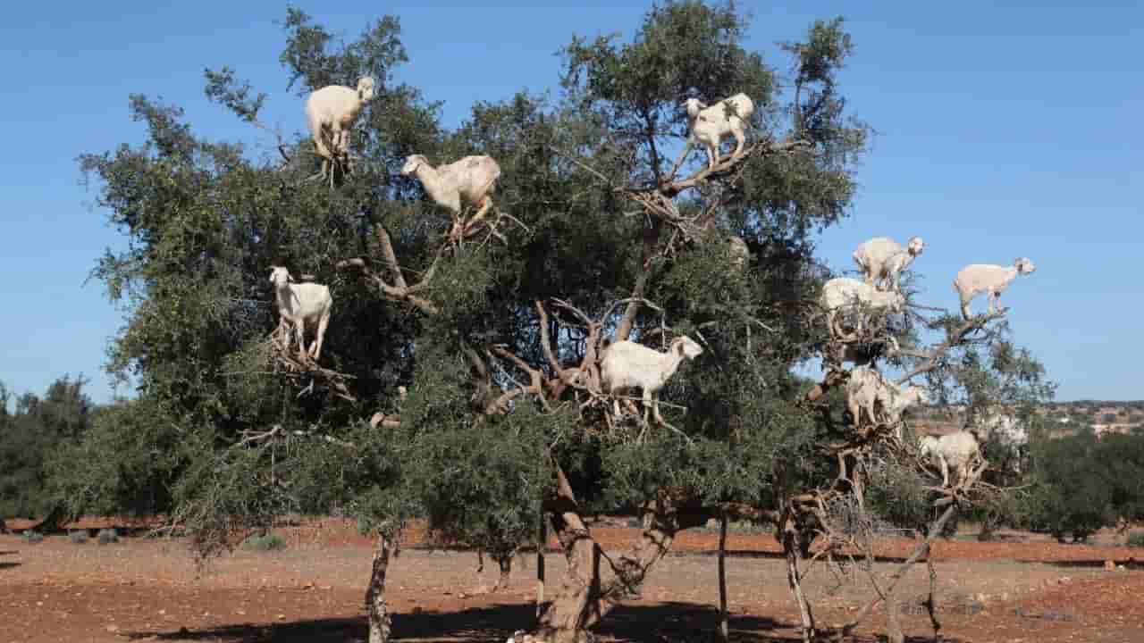 Viral Video: ಇದ್ಯಾವುದಪ್ಪ ಮೇಕೆಗಳ ಮರ; ವಿಡಿಯೋ ವೈರಲ್