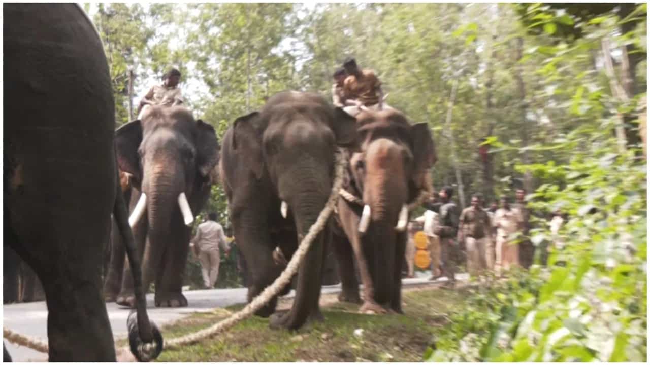 ಹಾಸನ: ಕಾಡಾನೆ ಸೆರೆ ಕಾರ್ಯಾಚರಣೆ ದಿಢೀರ್ ಸ್ಥಗಿತ, ಸದ್ದಿಲ್ಲದೆ ಸಾಕಾನೆಗಳ ವಾಪಸ್ ಕಳುಹಿಸಿರುವ ಅರಣ್ಯಾಧಿಕಾರಿಗಳು