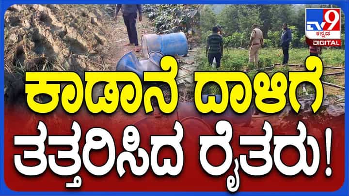 ಹಾಸನ ಜಿಲ್ಲೆಯಲ್ಲಿ ನಿಲ್ಲದ ಕಾಡಾನೆ ಹಾವಳಿ, ಜಮೀನುಗಳಿಗೆ ನುಗ್ಗಿ ಕಾಫಿ, ಭತ್ತ ಮತ್ತು ಮೆಣಸು ಬೆಳೆ ಸರ್ವನಾಶ ಹಾಸನ ಜಿಲ್ಲೆಯಲ್ಲಿ ನಿಲ್ಲದ ಕಾಡಾನೆ ಹಾವಳಿ, ಜಮೀನುಗಳಿಗೆ ನುಗ್ಗಿ ಕಾಫಿ, ಭತ್ತ ಮತ್ತು ಮೆಣಸು ಬೆಳೆ ಸರ್ವನಾಶ