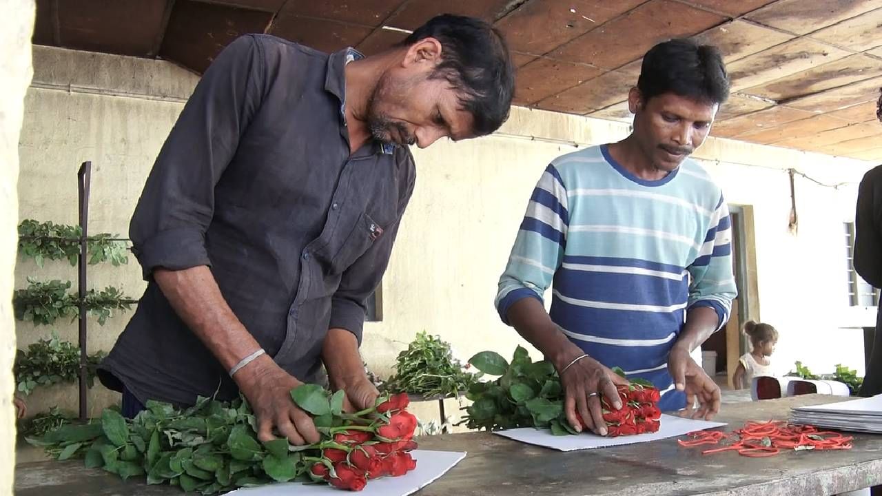 ವರ್ಷ ಪೂರ್ತಿ ತಾಜ್​ಮಹಲ್​ ಗುಲಾಬಿ ಹೂವಿಗೆ ಬೇಡಿಕೆ ಇರುತ್ತದೆ. ಇನ್ನು ಜನವರಿ ಹೊಸವರ್ಷ ಹಾಗೂ ವ್ಯಾಲೆಂಟೈನ್ಸ್​ ಡೇ ಬಂದ್ರೆ ಸಾಕು ಹೂವಿಗೂ ಬೇಡಿಕೆ ಹೆಚ್ಚು, ಜೊತೆಗೆ ಒಳ್ಳೆಯ ಬೆಲೆಯೂ ಸಿಗುತ್ತದೆ. ಆದರೆ, ಇತ್ತೀಚೆಗೆ ಮಾರುಕಟ್ಟೆಯಲ್ಲಿ ಪ್ಲಾಸ್ಟಿಕ್ ಹೂವುಗಳ ಭರಾಟೆ ಜೋರಾಗಿರುವ ಹಿನ್ನೆಲೆಯಲ್ಲಿ ಗುಲಾಬಿ ಹೂವಿಗೆ ನಾವು ನಿರೀಕ್ಷಿಸಿದಷ್ಟು ಬೆಲೆ ಸಿಗುತ್ತಿಲ್ಲ ಎನ್ನುವುದು ಗುಲಾಬಿ ಹೂವು ಬೆಳೆದವರ ಮಾತು.